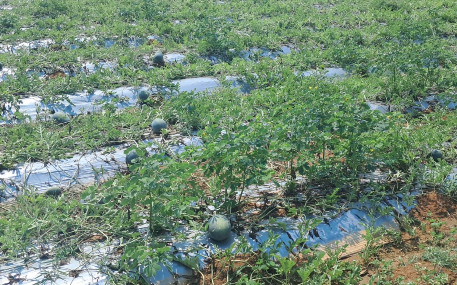 Lakeya Village Farmers Group Social Impact rewards SIR Giving